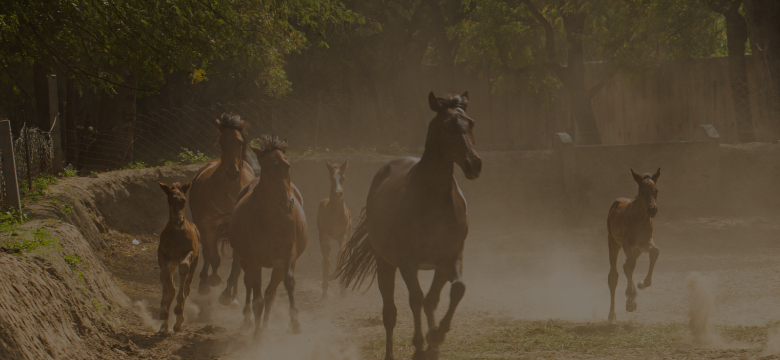 X polo cup